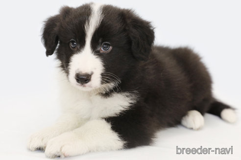 成約済の神奈川県のボーダーコリー-310800